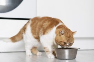 gato bebiendo agua de un cuenco