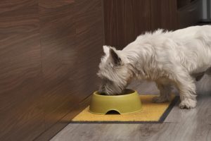perro blanco comiendo de un comedero amarillo